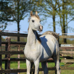 Nafiesa Makito turns into a beautiful young stallion