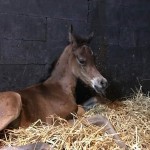 We warmly welcome our 3rd foal!