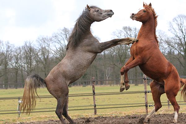 Nafiesa Arabians