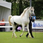 Nafiesa Makito Silver Medal at the Nat C-Show in ST Oedenrode